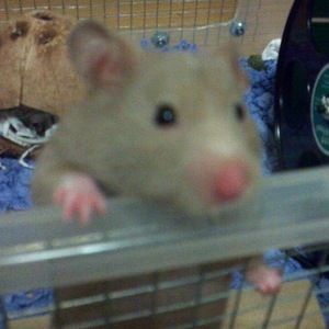 Meet your Posher, Tess